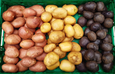 Pommes de terre   nouvelle rouge et  blanche