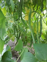 Haricots plats verts