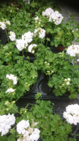 Géranium demi lierre à fleurs blanche