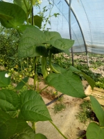 Haricot vert mange tout