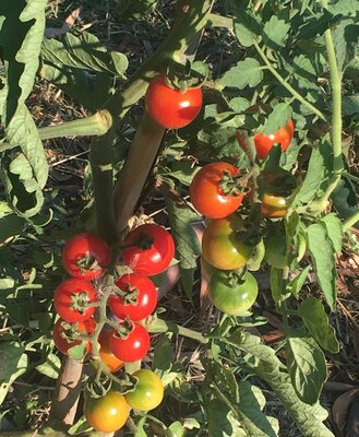 Tomate cerise ou cocktail