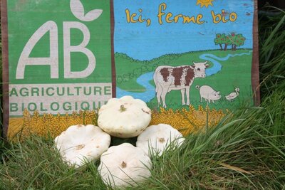 Patisson biologique à farcir