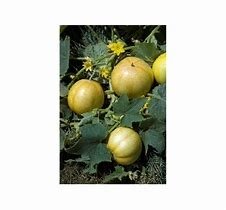 Concombre lemon