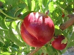 Nectarines blanches ou jaunes en 1kg