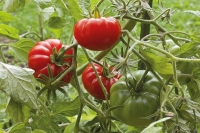 Tomates ancienne variété buffalo steack