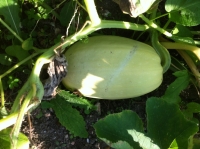 Courge spaghetti (grosse)