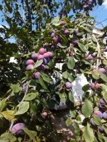 Prune violette