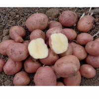 Pomme de terre dalida