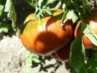 Tomate melange de variété ancienne-500g