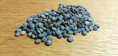 Lentilles vertes de haute-marne