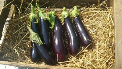 Aubergine