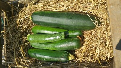 Courgette