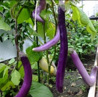 Aubergine japanese pickling