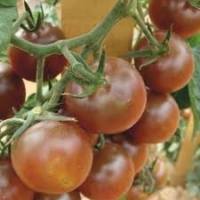 Tomate cerise