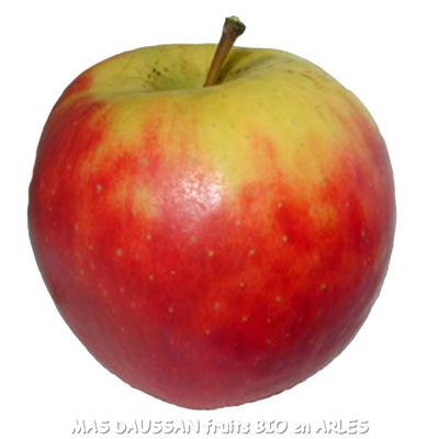 2 kg pommes elstar bio