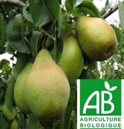 Poire xenia bio