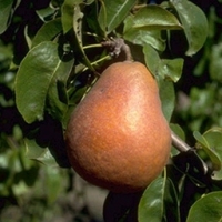 Poire beurre hardy 4,5 kg