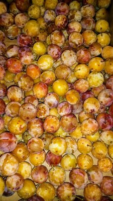 Mirabelles