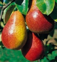 Poire louise bonne 13kg