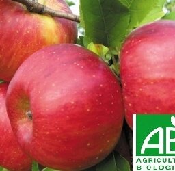 Pomme - crimson cripp's bio 14kg