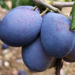 Prune edwards pour confitures 10kg