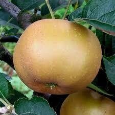 Pomme reinette grise 14 kg petit calibre 60mm