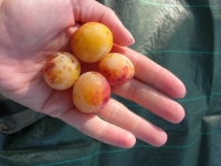 Mirabelles des vosges
