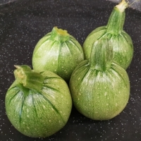 Courgettes rondes