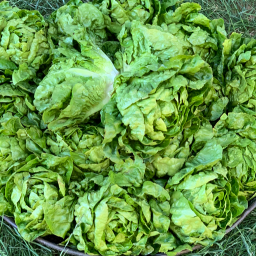 Salade sucrine