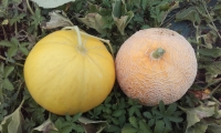 Melons : boule d'or ou sucrin de tours
