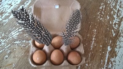 Oeufs de pintade