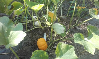 Courge baby boo