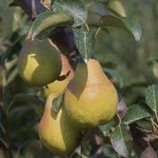 Poire williams