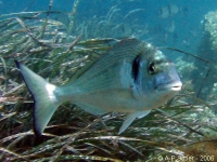 Promotion daurade  900 gr