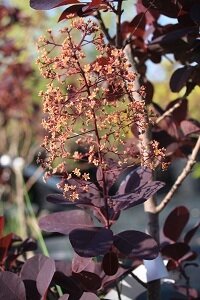 Cotinus royal purple 30/50 (arbre à perruques)