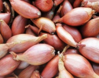 Echalotte ( n et p )