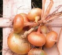 Oignon jaune ( n et p )