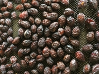 Pruneaux mi-cuits