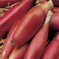 Oignons simiane rouges