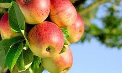 Pomme james grieve, 3kg, jumièges