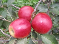 Pomme crimson crisp