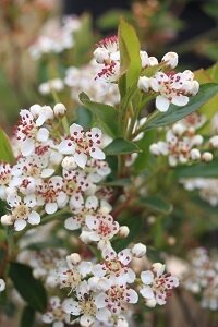 Aronia mel. viking 30/50 (aronie)