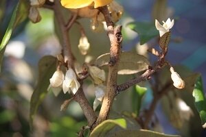 Elaeagnus ebbingei 30/50