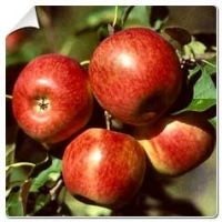 Pommes reine des reinettes 2kg