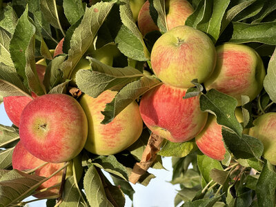 Pommes reine des reinettes