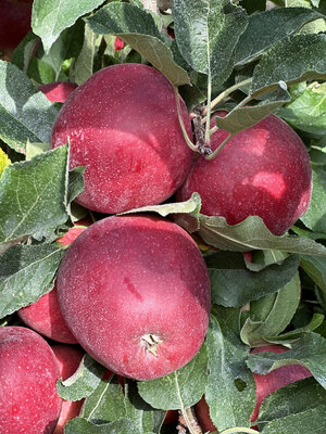 Pommes gala