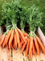 Carotte fane ( n et p )