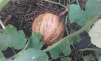 Courge lady godiva