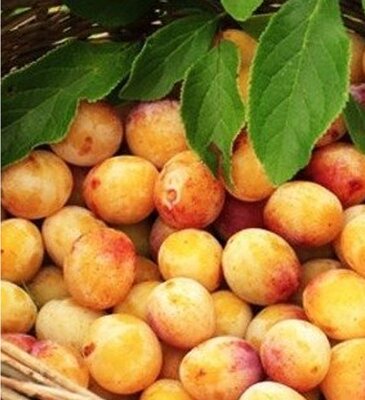Mirabelles