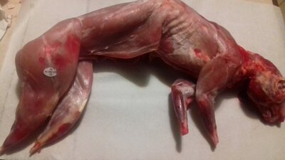 Lapin